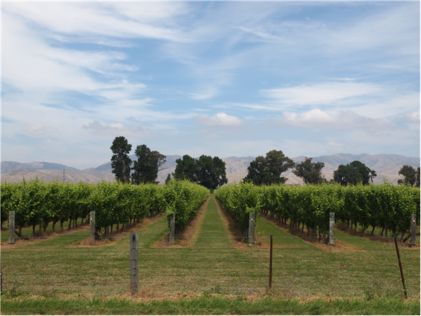 Blenheim vineyard, NZ