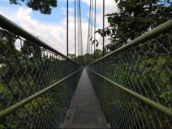 Tree top walk