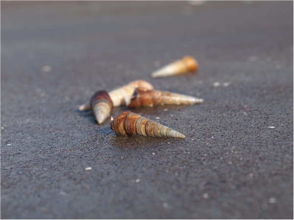 Shells on Akaroa beach